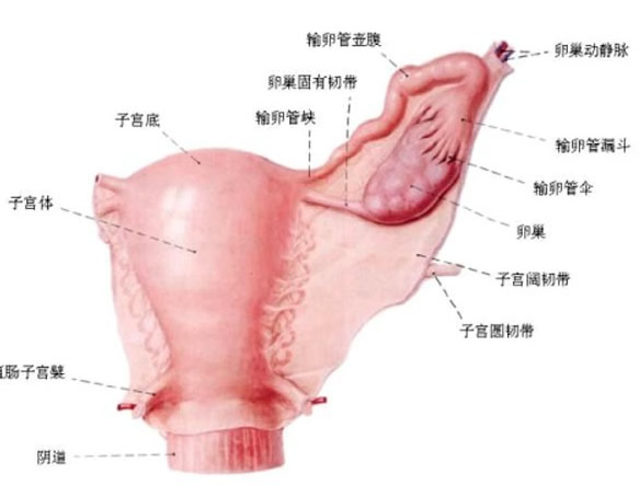 阴道口道图,子宫解剖图及道图