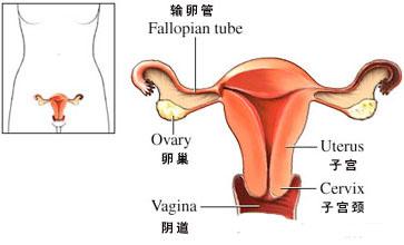 女性的外生殖道图片