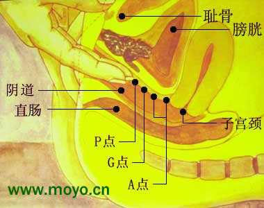 女人的点g的图