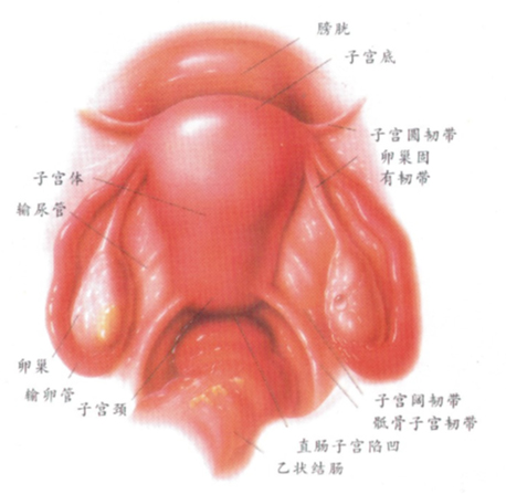 宫颈炎图片