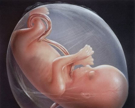 胎儿脐带绕颈图片