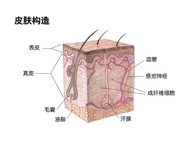 皮肤结构图片