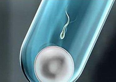 试管婴儿胚胎分裂图片